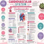 Cardiovascular System Study Guide | Heart Anatomy, Physiology Cheat Sheet (PDF Download)