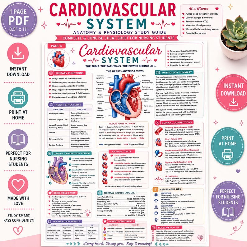 Cardiovascular System Study Guide | Heart Anatomy, Physiology Cheat Sheet (PDF Download)