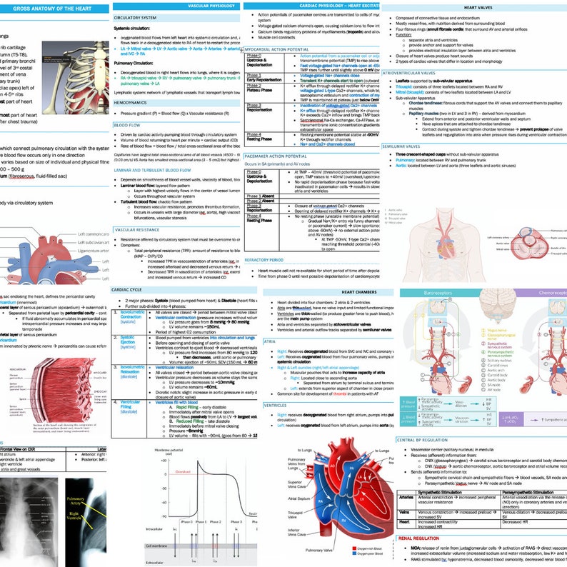 Cardiology Study Guide Bundle (144 Pages) - Image 4